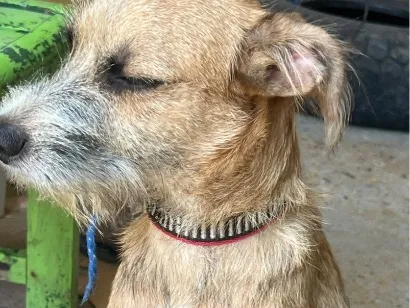 Cachorro raça SRD-ViraLata idade 2 a 6 meses nome Scoob