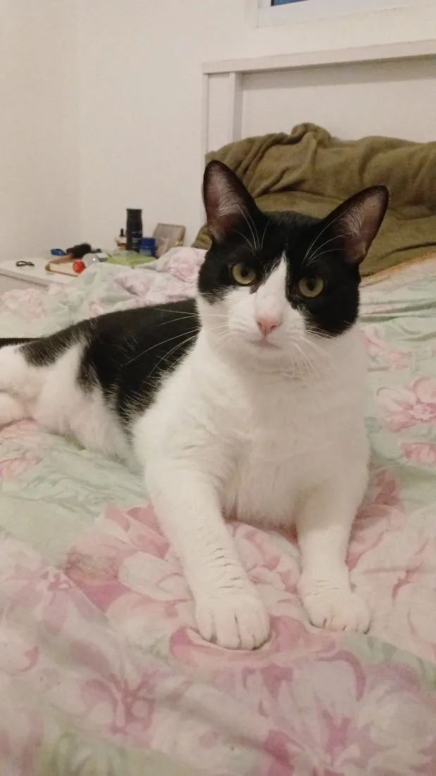 Gato raça SRD-ViraLata idade 2 anos nome Vis Pietro