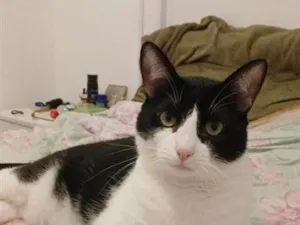Gato raça SRD-ViraLata idade 2 anos nome Vis Pietro