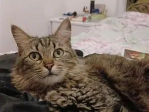 Gato raça SRD-ViraLata idade 5 anos nome Wanda Regina