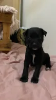 Mia e Nala 