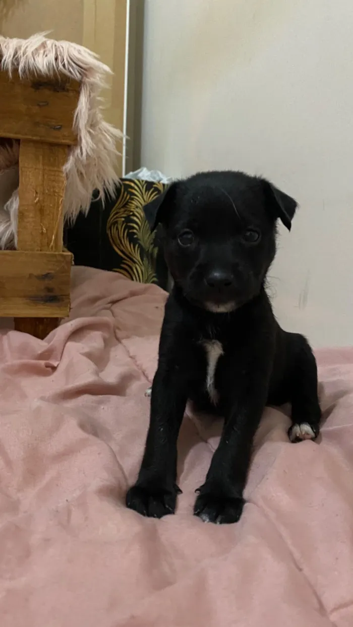 Cachorro raça SRD-ViraLata idade Abaixo de 2 meses nome Mia e Nala 