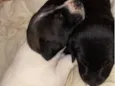 Mia e Nala 