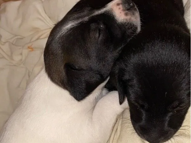 Cachorro raça SRD-ViraLata idade Abaixo de 2 meses nome Mia e Nala 