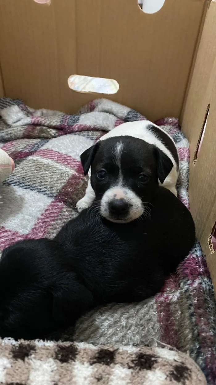 Cachorro raça SRD-ViraLata idade Abaixo de 2 meses nome Mia e Nala 