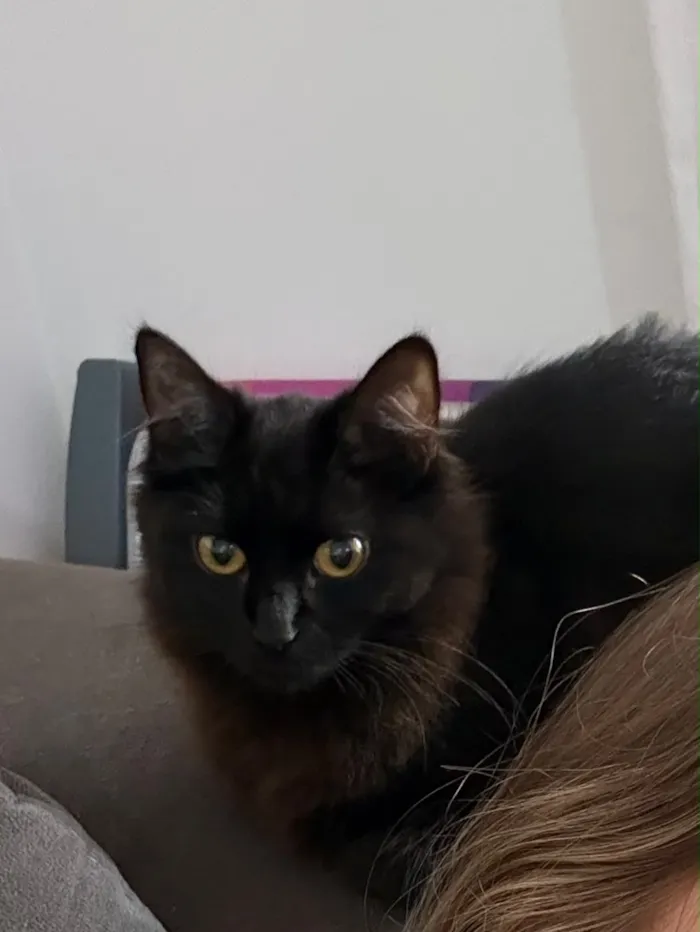 Gato raça SRD-ViraLata idade 7 a 11 meses nome Banguela