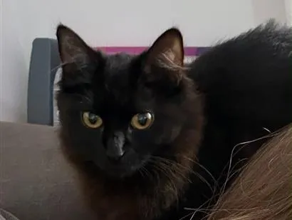 Gato raça SRD-ViraLata idade 7 a 11 meses nome Banguela