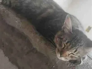 Gato raça SRD-ViraLata idade 2 a 6 meses nome Cusco