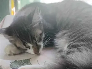 Gato raça SRD-ViraLata idade 2 a 6 meses nome Lamparina