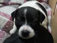 Mia e Nala 