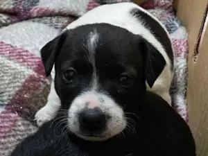 Cachorro raça SRD-ViraLata idade Abaixo de 2 meses nome Mia e Nala 