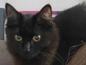 Gato raça SRD-ViraLata idade 7 a 11 meses nome Banguela