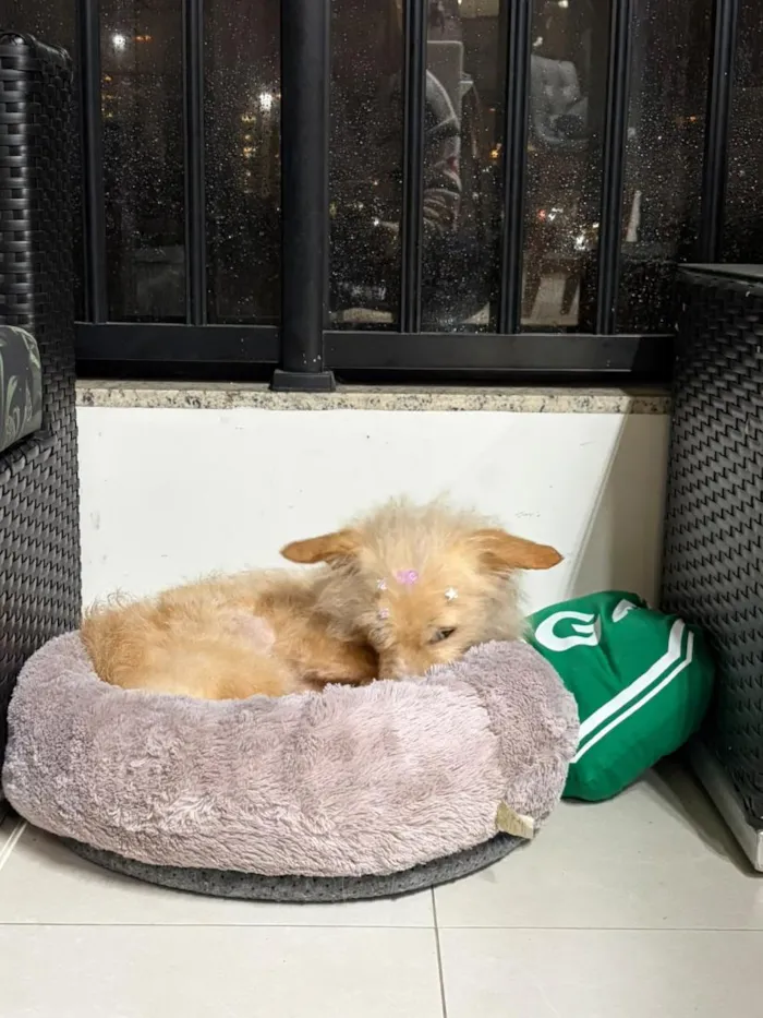 Cachorro raça SRD-ViraLata idade 5 anos nome Sol