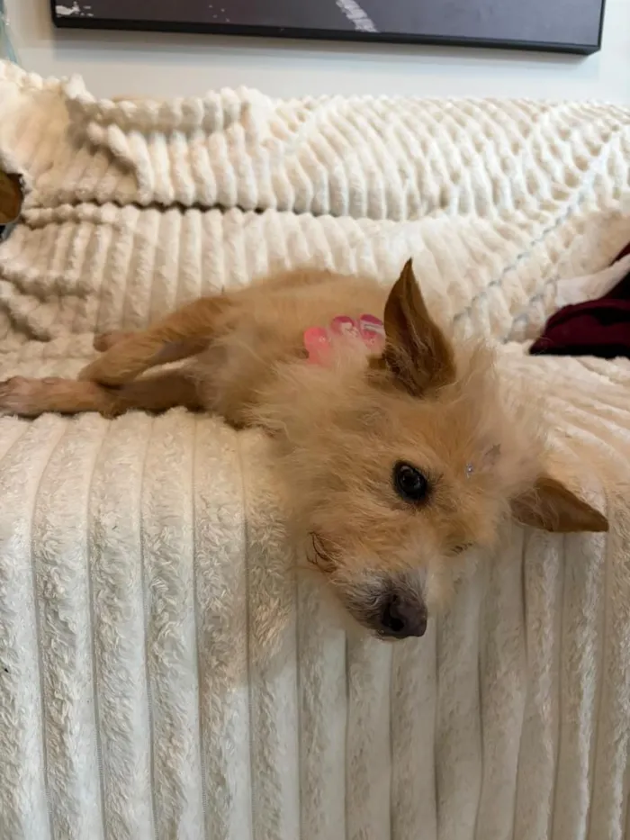 Cachorro raça SRD-ViraLata idade 5 anos nome Sol