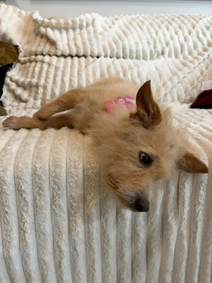 Cachorro raça SRD-ViraLata idade 5 anos nome Sol