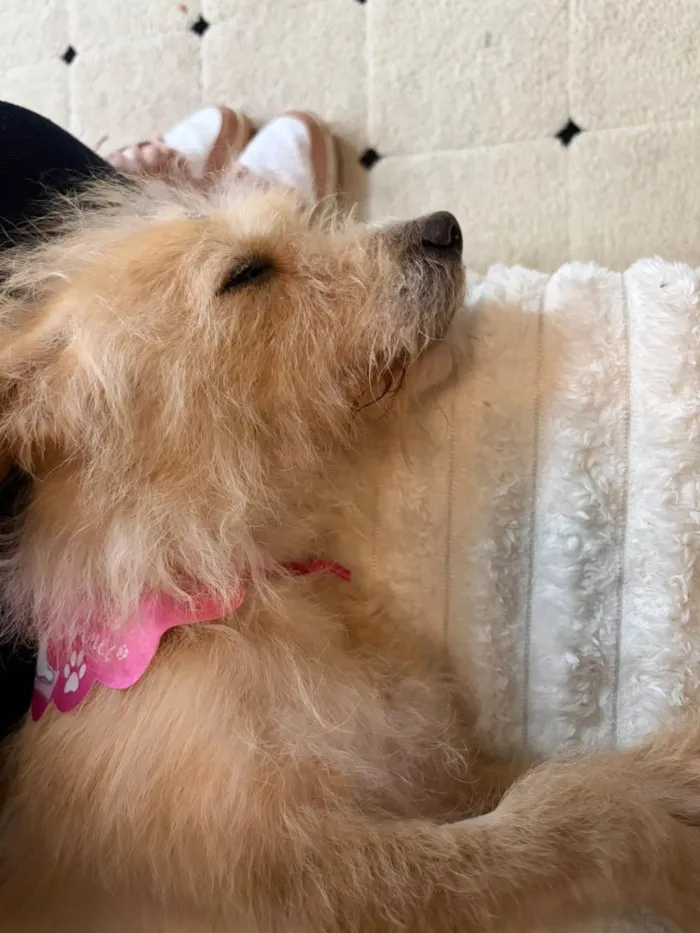 Cachorro raça SRD-ViraLata idade 5 anos nome Sol