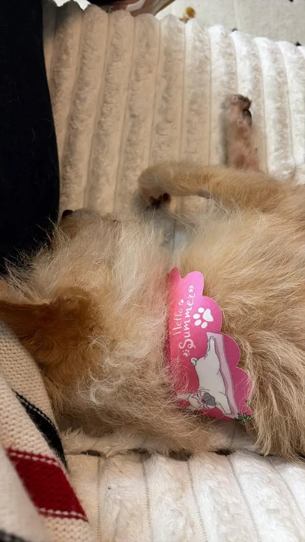 Cachorro raça SRD-ViraLata idade 5 anos nome Sol