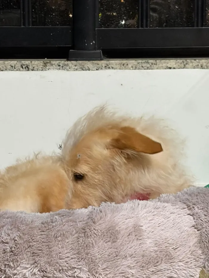 Cachorro raça SRD-ViraLata idade 5 anos nome Sol