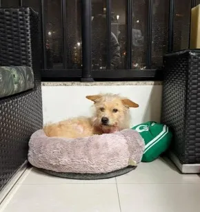 Cachorro raça SRD-ViraLata idade 5 anos nome Sol