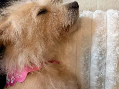 Cachorro raça SRD-ViraLata idade 5 anos nome Sol