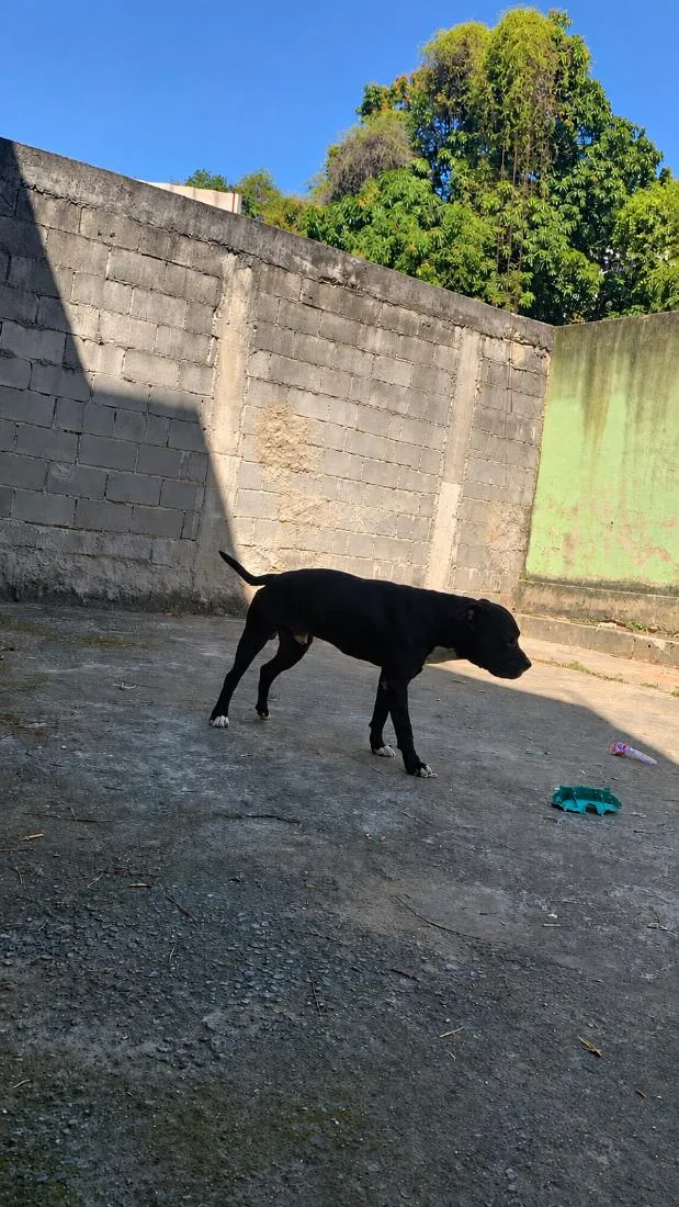 Cachorro raça Pit-Bull idade 3 anos nome Luca 
