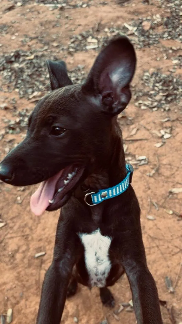 Cachorro raça SRD-ViraLata idade 2 a 6 meses nome Nick 