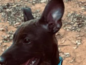 Cachorro raça SRD-ViraLata idade 2 a 6 meses nome Nick 