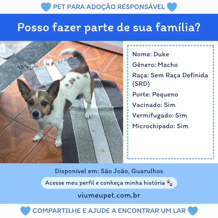 Cachorro raça SRD-ViraLata idade 1 ano nome Duke