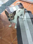 Duke