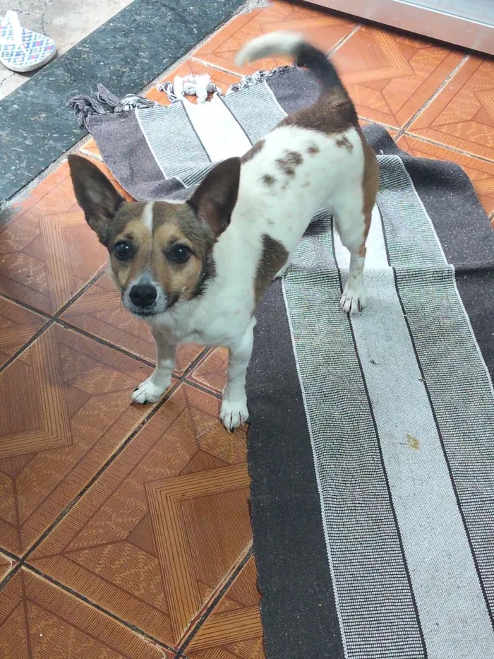 Cachorro raça SRD-ViraLata idade 1 ano nome Duke