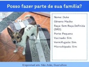 Cachorro raça SRD-ViraLata idade 1 ano nome Duke
