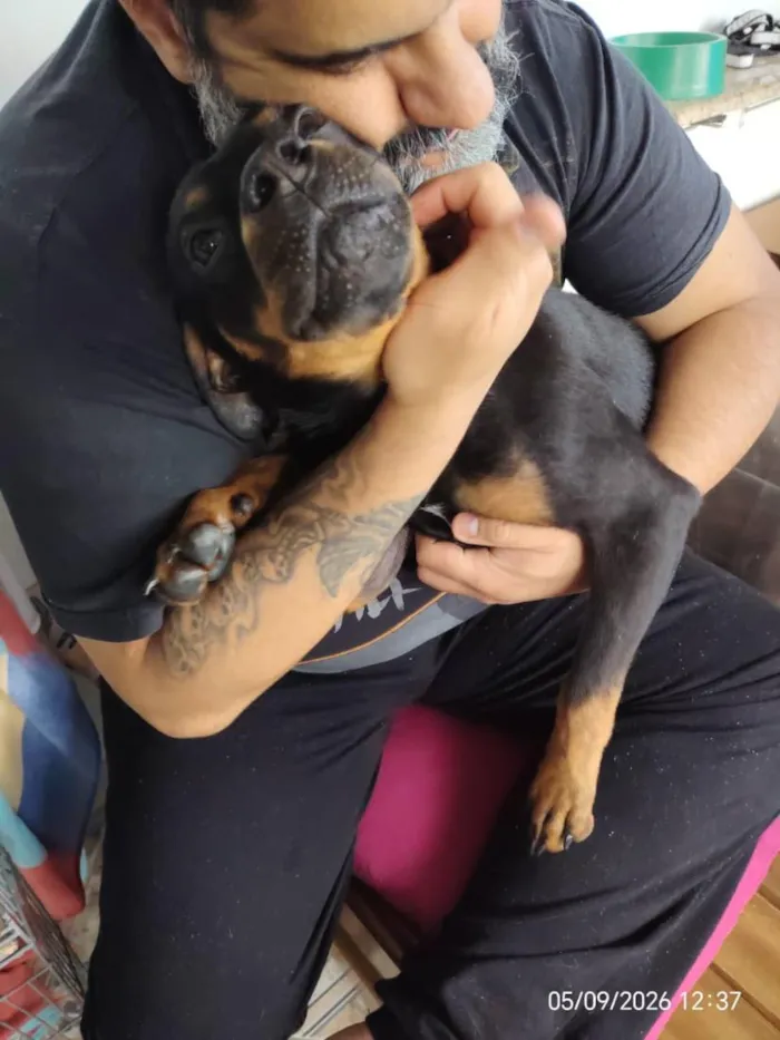Cachorro raça SRD-ViraLata idade 1 ano nome Egon