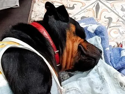 Cachorro raça SRD-ViraLata idade 1 ano nome Egon