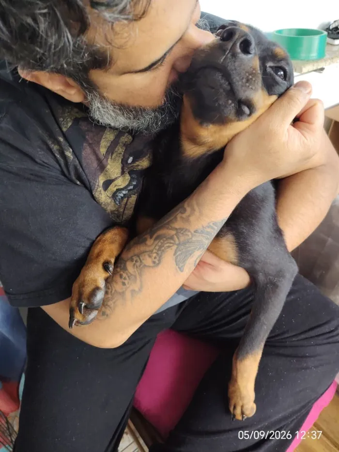 Cachorro raça SRD-ViraLata idade 1 ano nome Egon