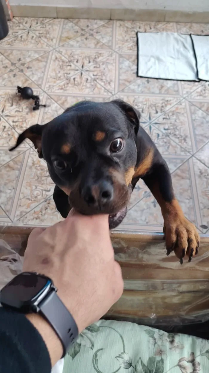 Cachorro raça SRD-ViraLata idade 1 ano nome Egon