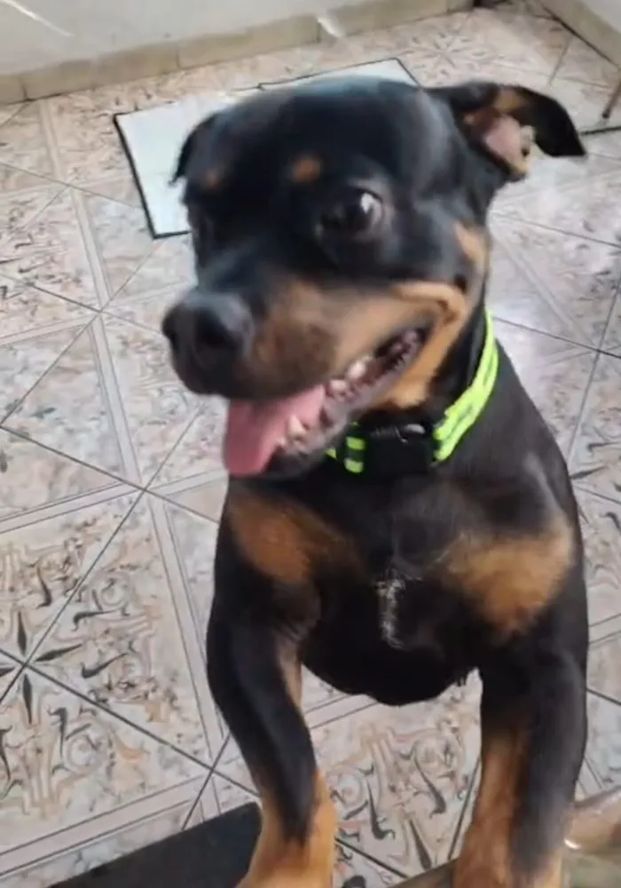 Cachorro raça SRD-ViraLata idade 1 ano nome Egon