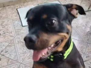 Cachorro raça SRD-ViraLata idade 1 ano nome Egon
