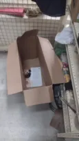 gatinho 