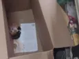 gatinho 
