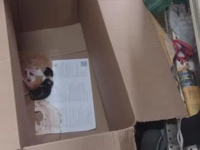 Gato raça SRD-ViraLata idade Abaixo de 2 meses nome gatinho 