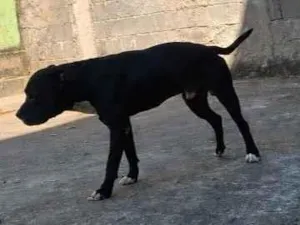 Cachorro raça Pit-Bull idade 3 anos nome Luca 