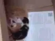 gatinho 