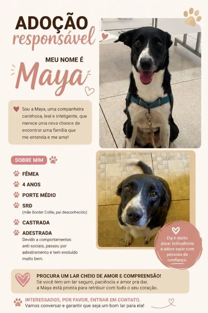 Cachorro raça SRD-ViraLata idade 4 anos nome Maya