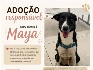 Cachorro raça SRD-ViraLata idade 4 anos nome Maya