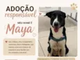 Maya