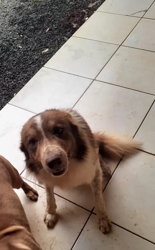 Cachorro raça Border Collie idade 2 anos nome Bethoveen