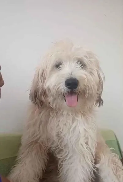 Cachorro raça SRD-ViraLata idade 1 ano nome ducky