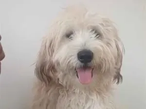 Cachorro raça SRD-ViraLata idade 1 ano nome ducky