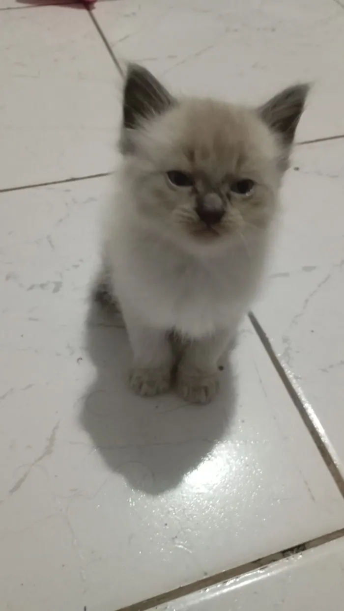 Gato raça SRD-ViraLata idade Abaixo de 2 meses nome Sem nome