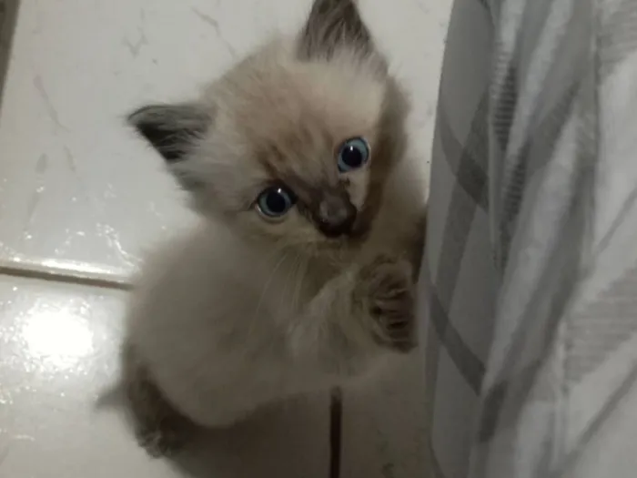 Gato raça SRD-ViraLata idade Abaixo de 2 meses nome Sem nome